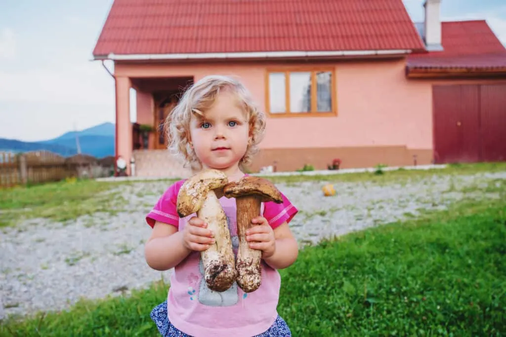 cueillette champignons